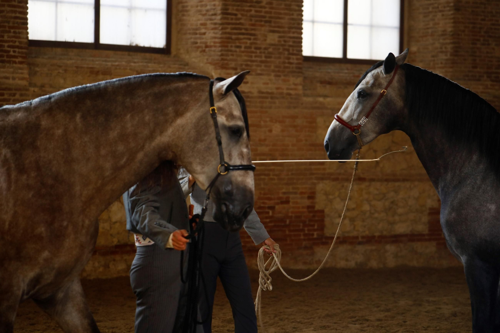 Cabalcor Cabalcor