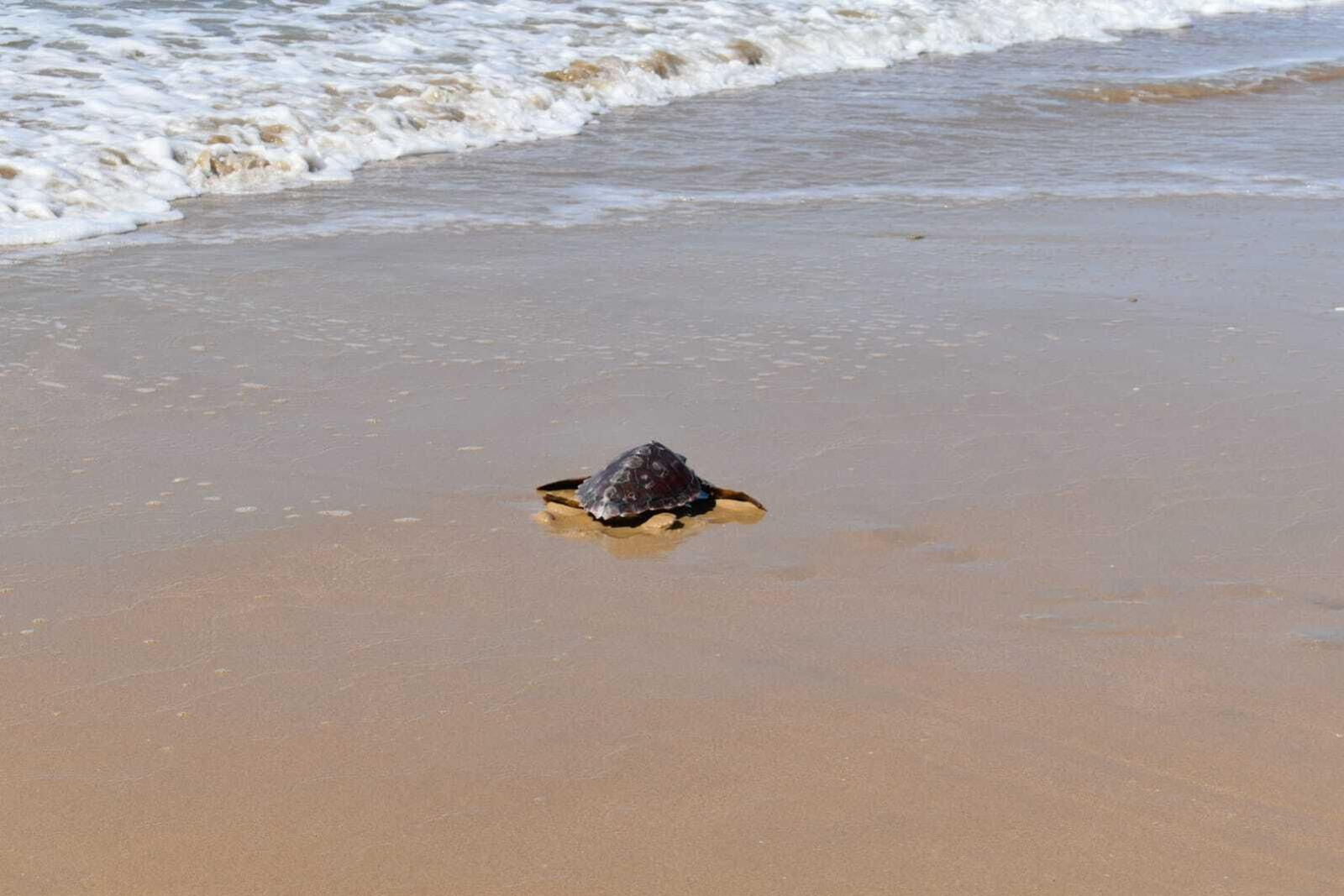Uno de los ejemplares liberados este viernes en la playa de Fuentebravía.