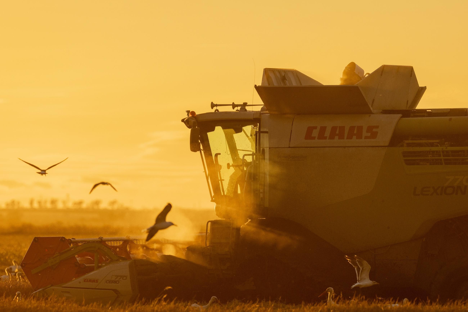 Inicio de la campaña de siega del arroz en el Bajo Guadalquivir.