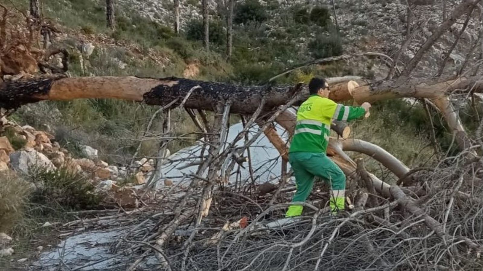 Operarios retiran el árbol caído