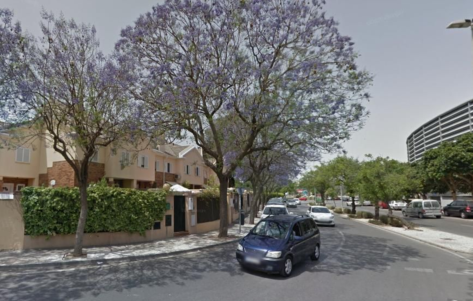 Vecinos de la urbanización Recreo de Luzelma se quejan de la suciedad de las jacarandas.