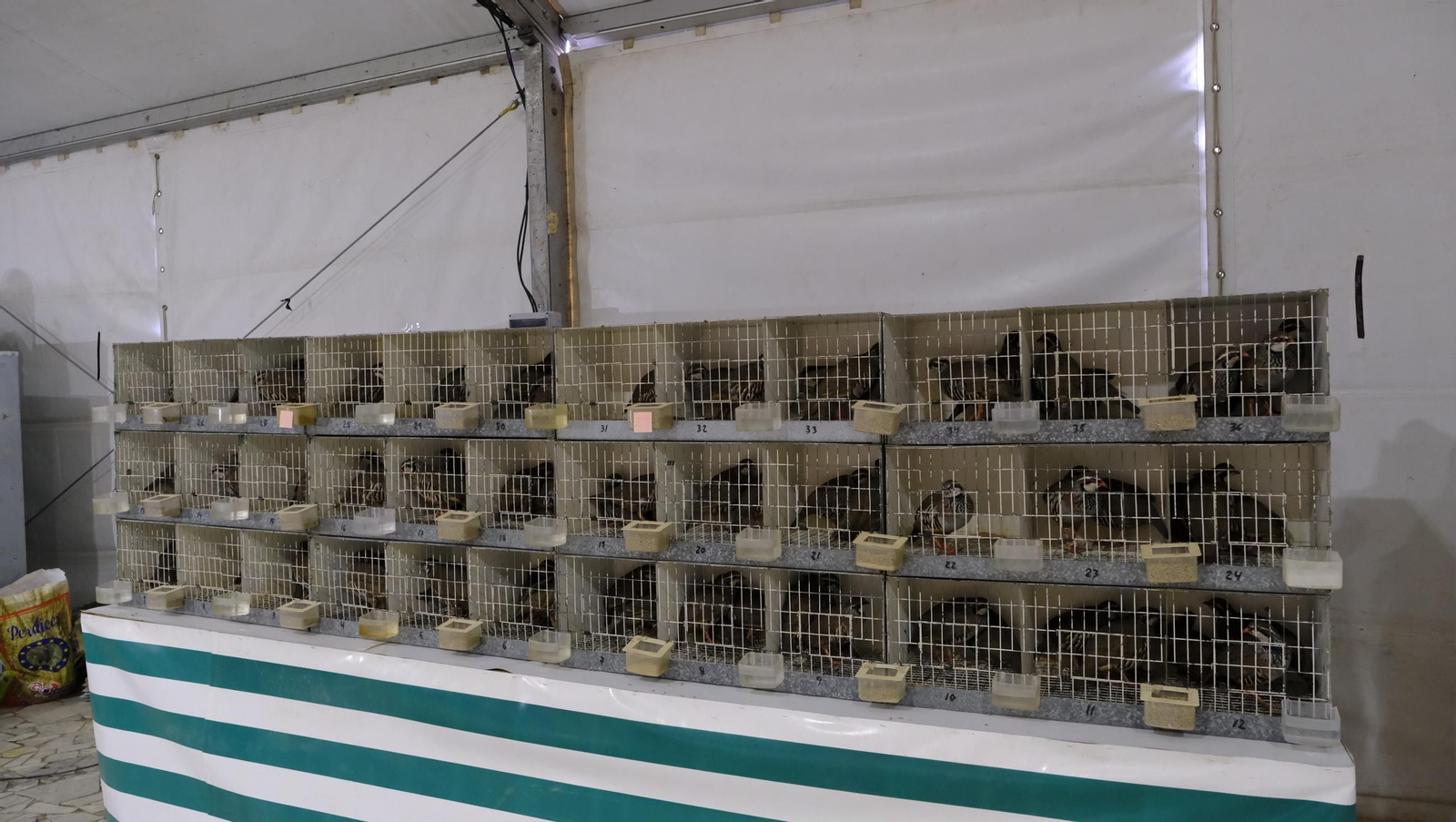 Las fotos de la Feria del Ganado y del Pájaro Perdiz en Albox