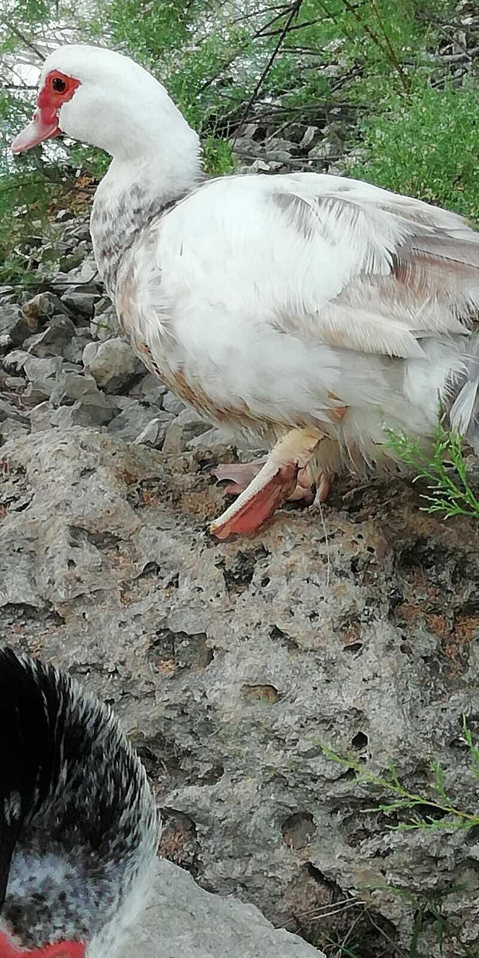 Un pato moscovita, con un anzuelo clavado en la pata.
