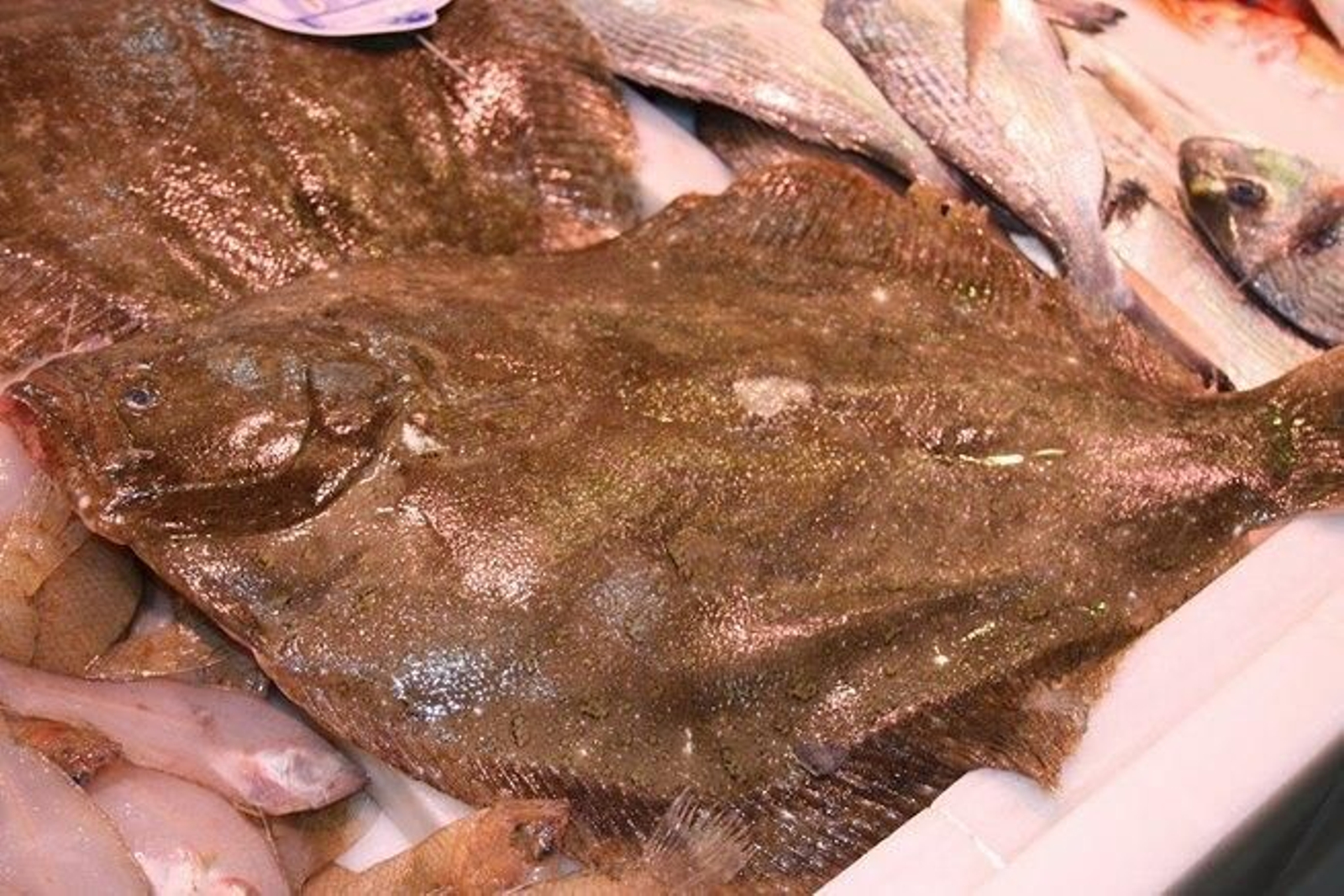 PARRACHO: 'Scophtalmus rhombus' PARRACHO: 'Scophtalmus rhombus'