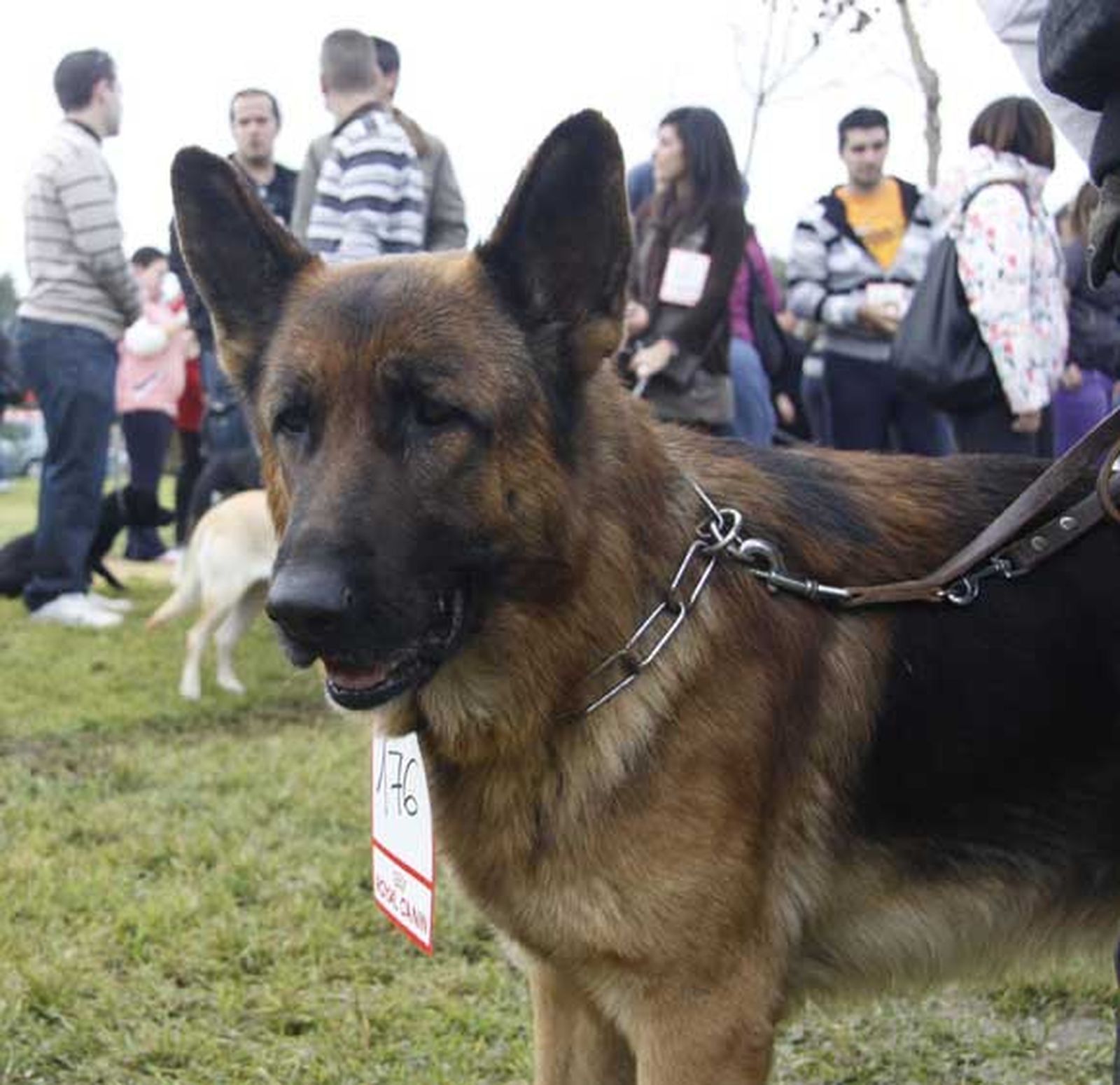 Celebración del día de San Antón en Chiclana

Foto: Sonia Ramos