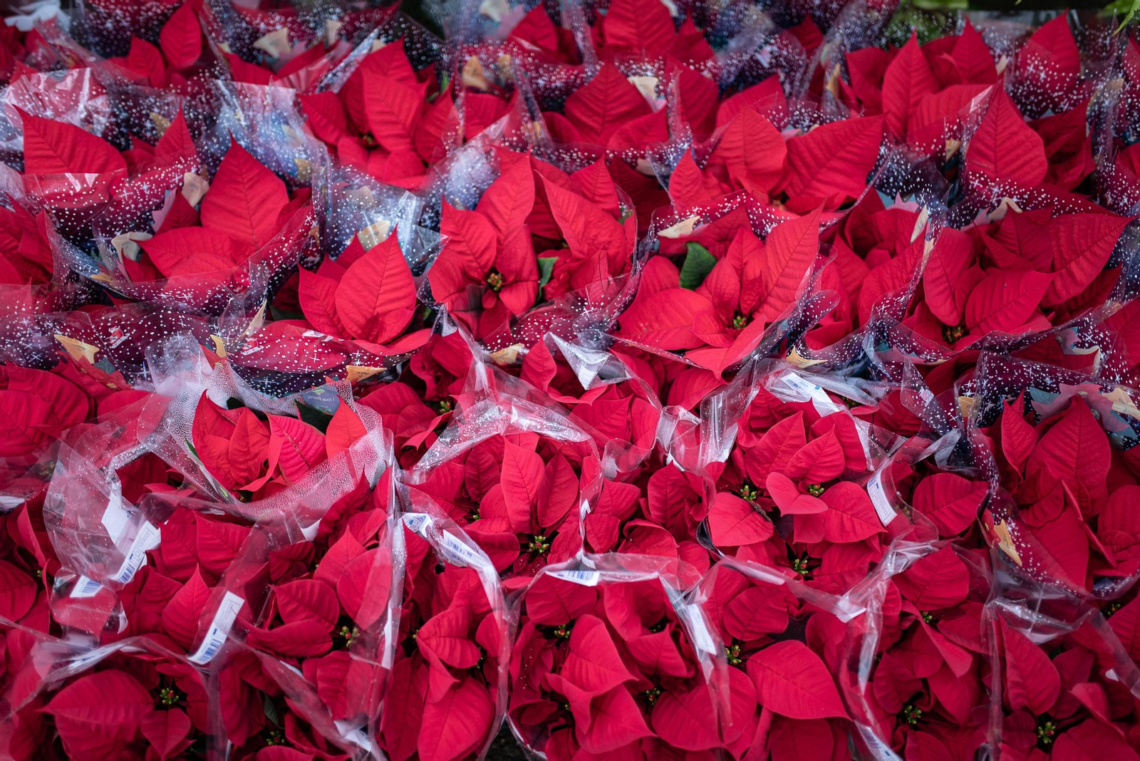 Visita al vivero municipal en imágenes