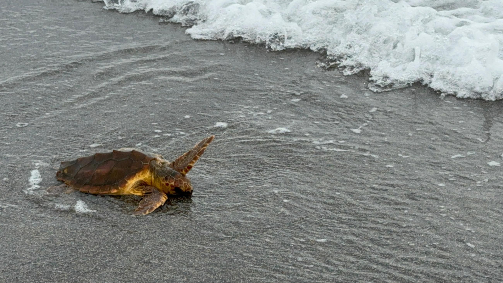 Tortuga boba liberada en La Herradura.