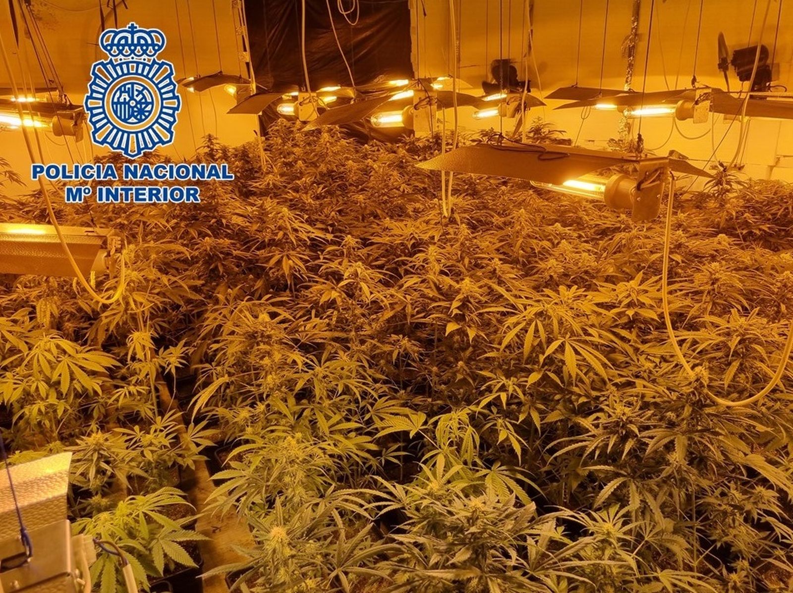 Una de las plantaciones de marihuana desmanteladas en la Operación Boabdil en Granada.