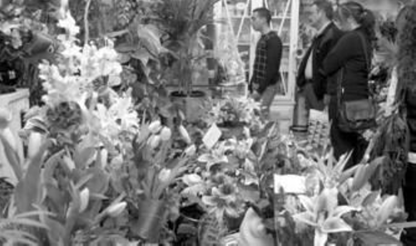 Una gran variedad de flores esperaban ayer a los enamorados onubenses en las floristerías de la capital.