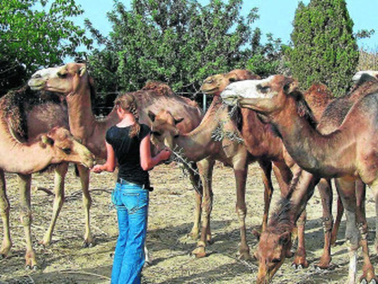 Conocer Almería a lomos de un camello, posible desde Mojácar