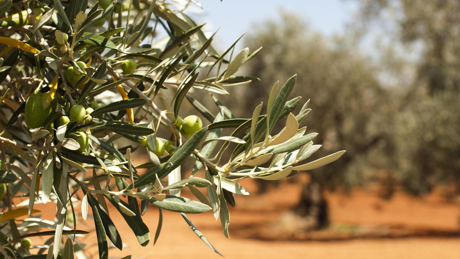 Aceitunas en un olivar.