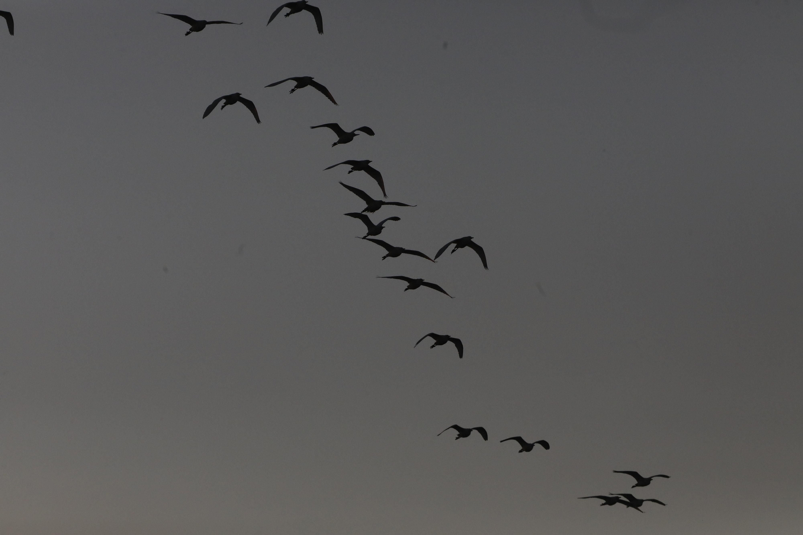 Las aves que habitan en Los Sotos de la Albolafia de Córdoba, en fotografías