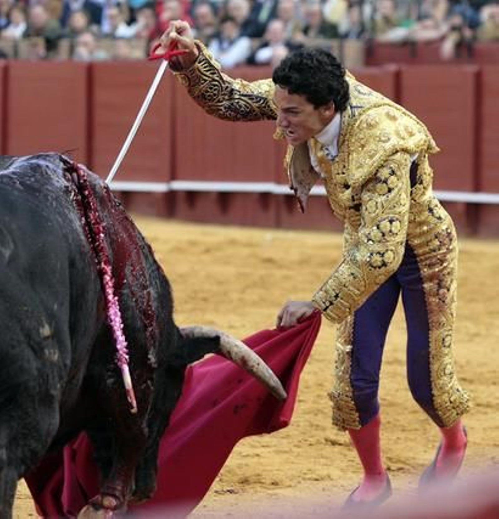 Oliva Soto no tuvo la suficiente suerte con el estoque, lo que provocó la no consecución de la segunda oreja.

Foto: Juan Carlos Muñoz