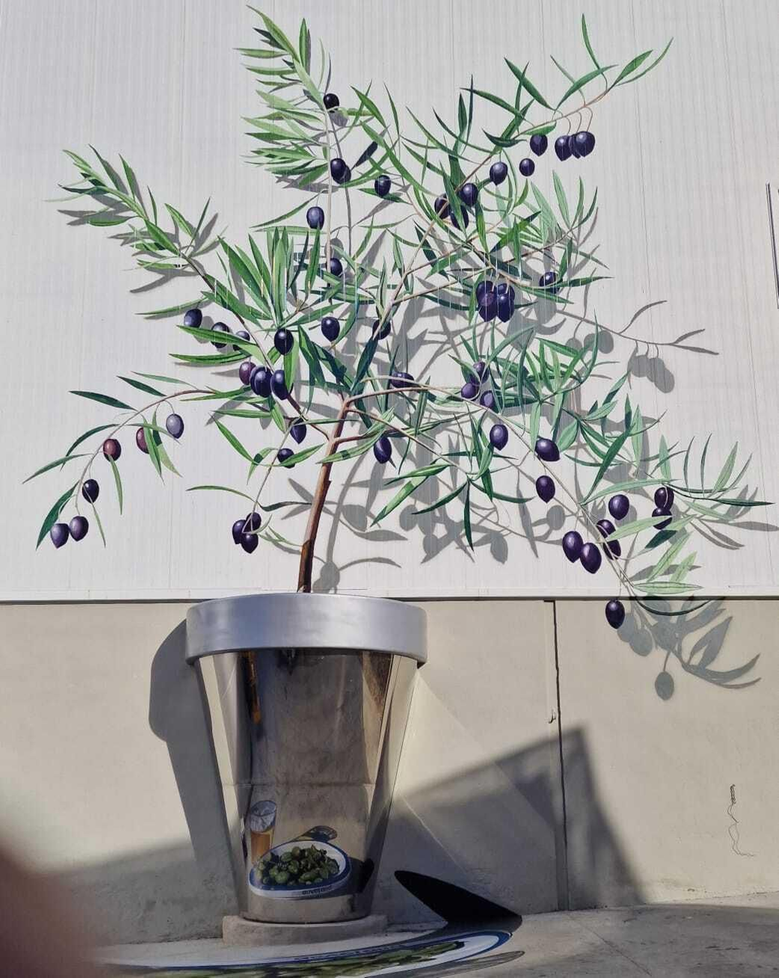 Este plantón de olivo esconde un secreto en su maceta. ¿Puedes verlo?