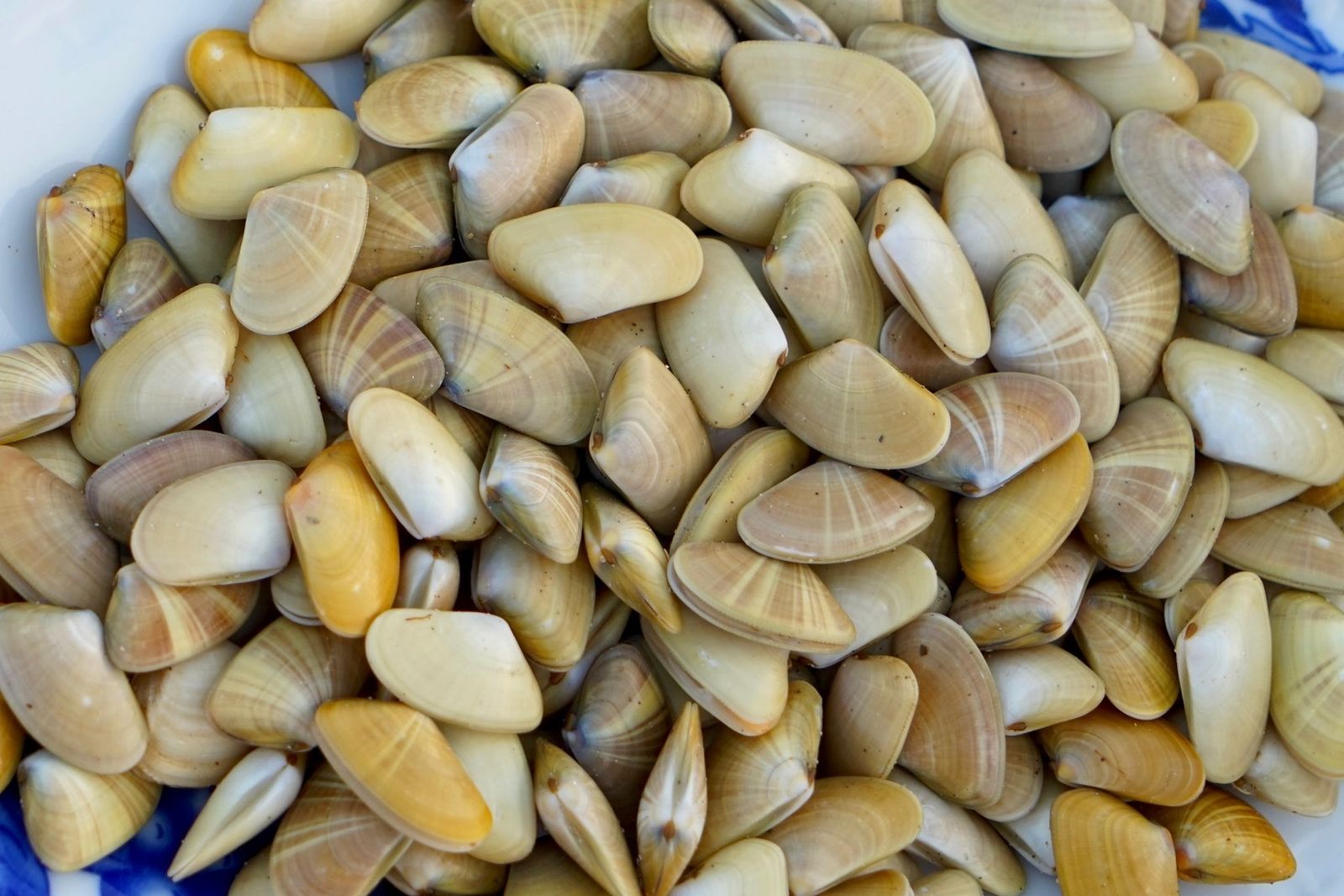 El Ayuntamiento de Ayamonte aprueba una moción para poner coto al mariqueo ilegal por parte de los bañistas.