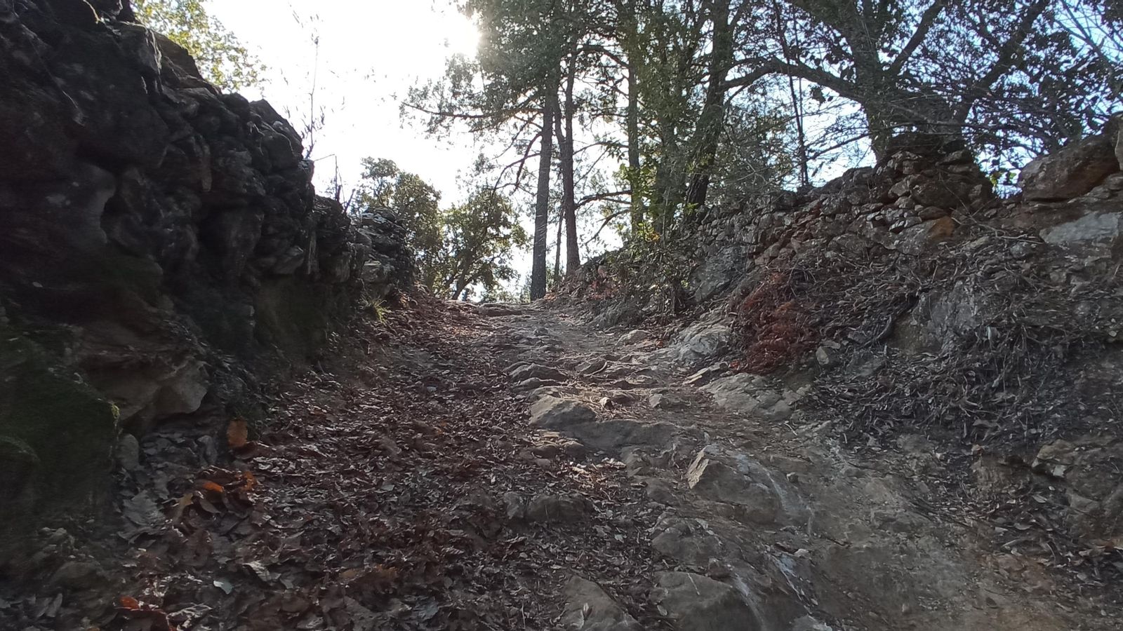Subida entre castaños y pinos