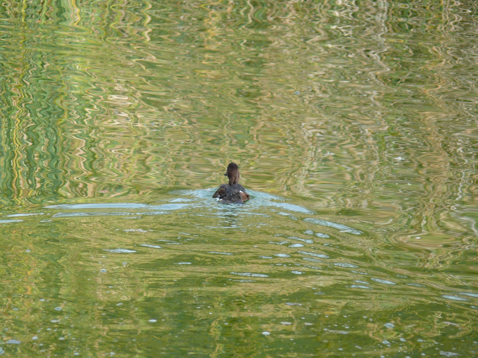 Las imágenes de la suelta de fochas cornudas y porrones pardos