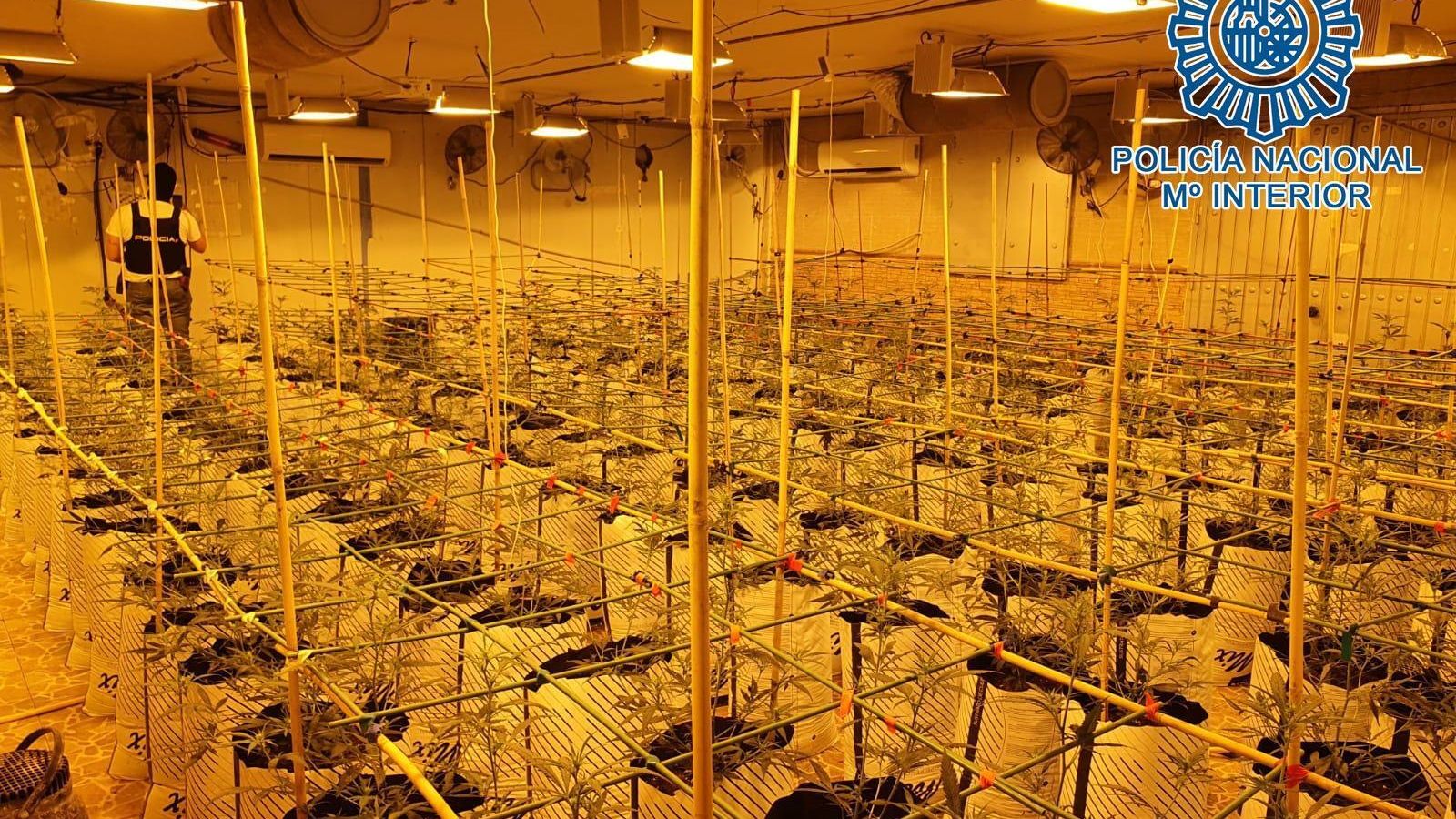 Plantación intervenida en Su Eminencia a mediados de mayo.