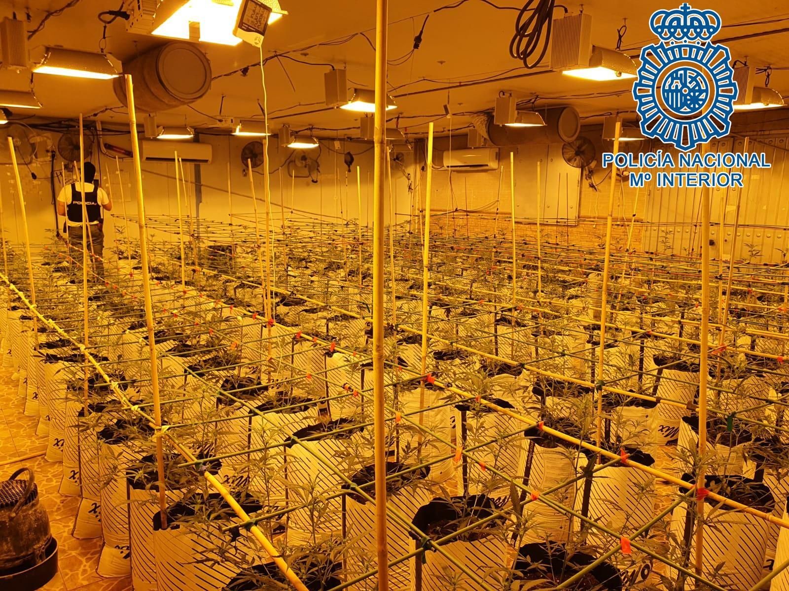 Plantación intervenida en Su Eminencia a mediados de mayo.