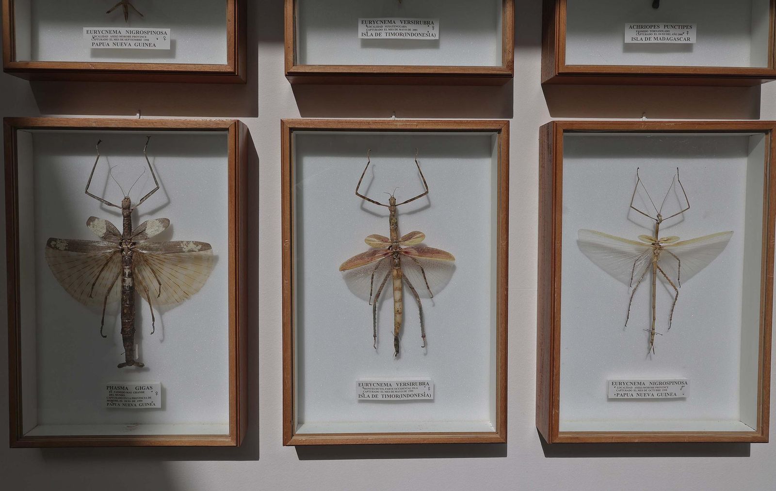 Fotos del Museo Cruz Herrera de La Línea