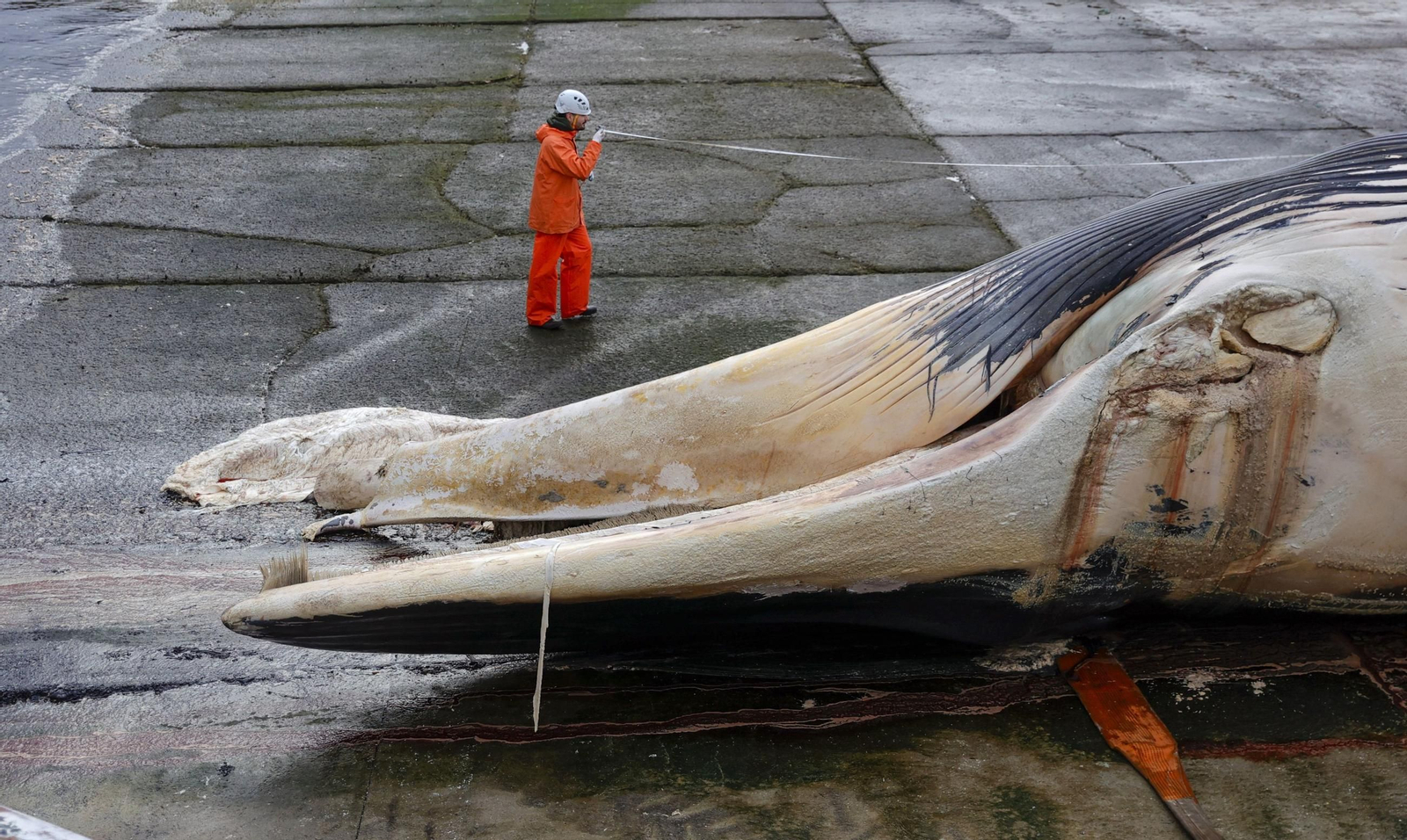 Retiran el cadáver de una ballena 21 metros de La Coruña.