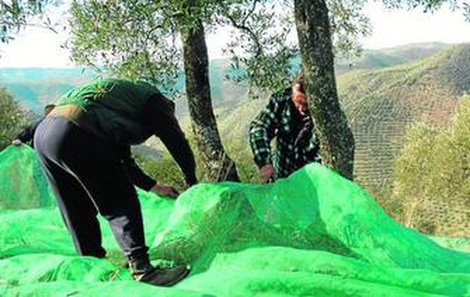 Preparativos para la recogida de la aceituna en una explotación agraria.