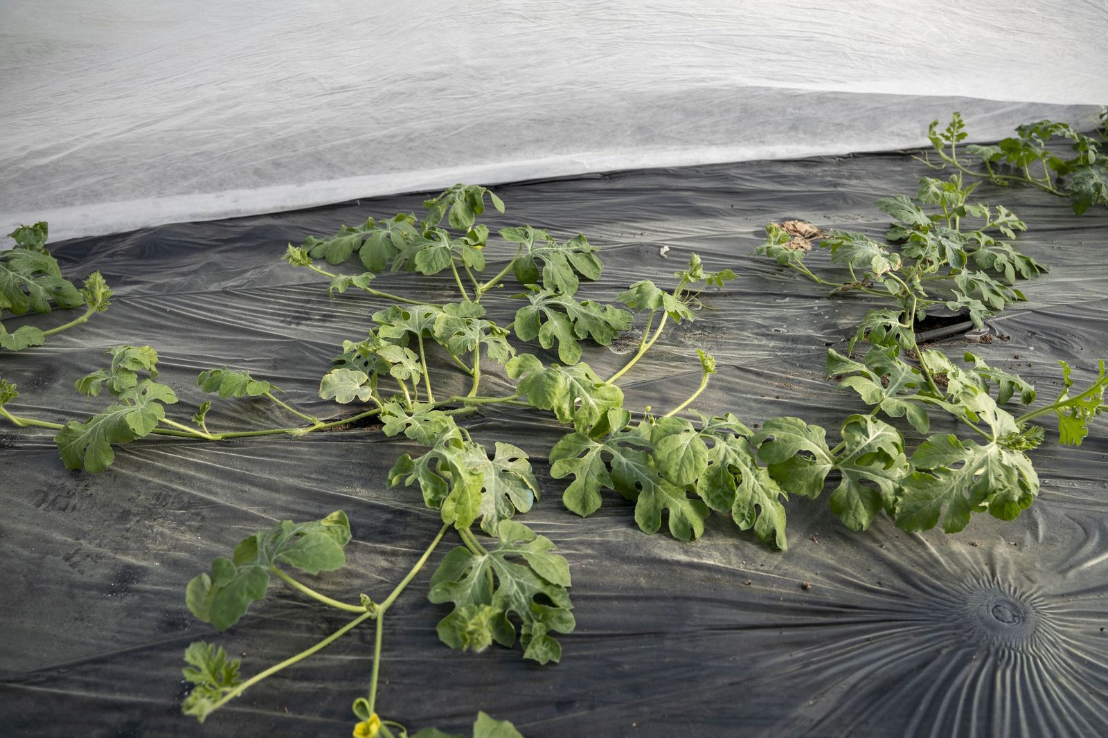 La primavera se planta en invierno entre sandías y tomates almerienses