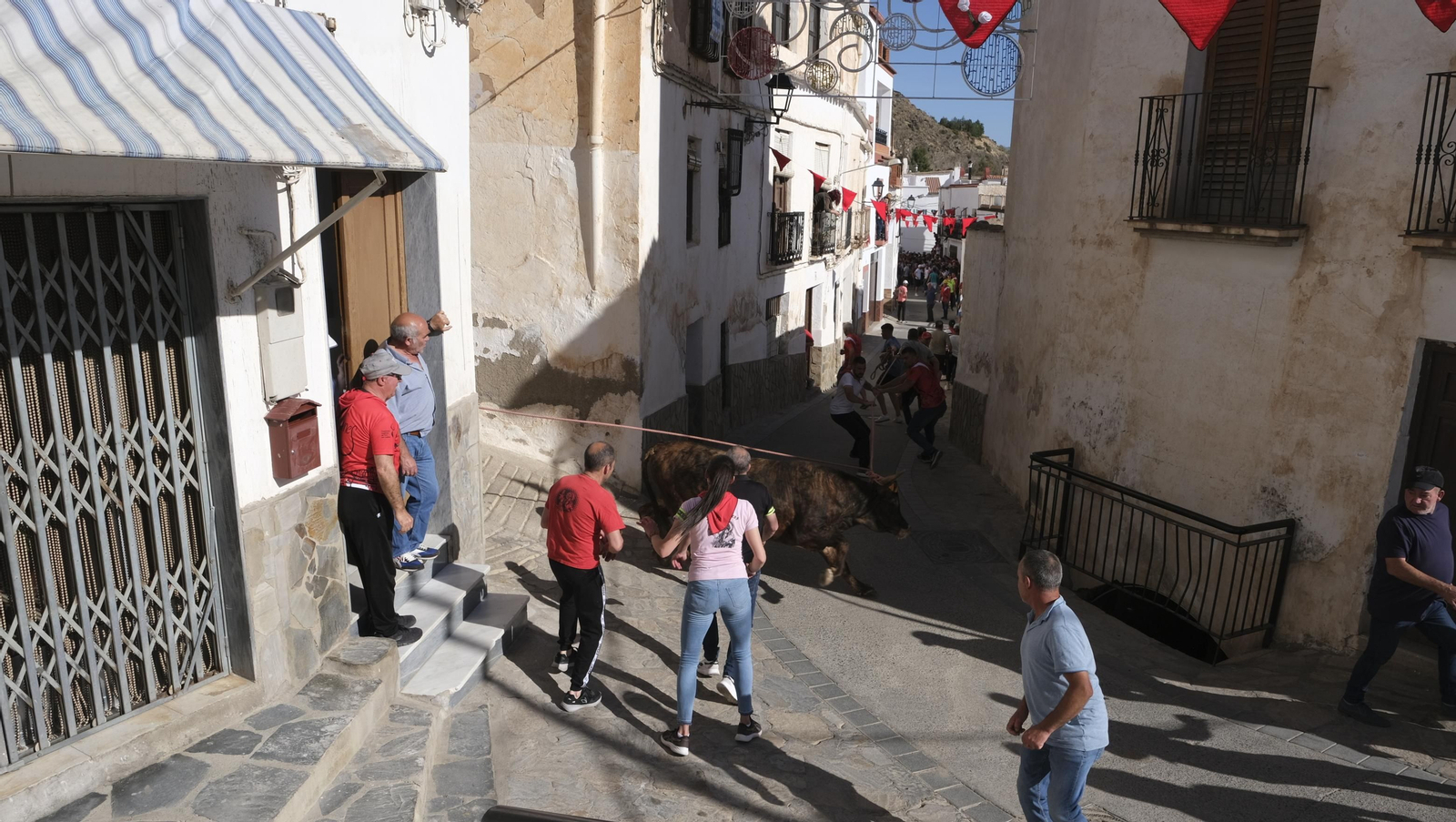 Imágenes de los toros ensogaos y San Marcos, en las Fiestas de Ohanes