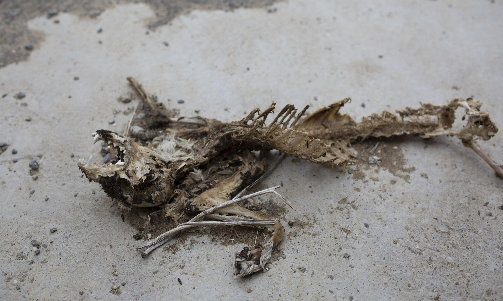 Marismas del Guadalquivir, un paisaje de cine