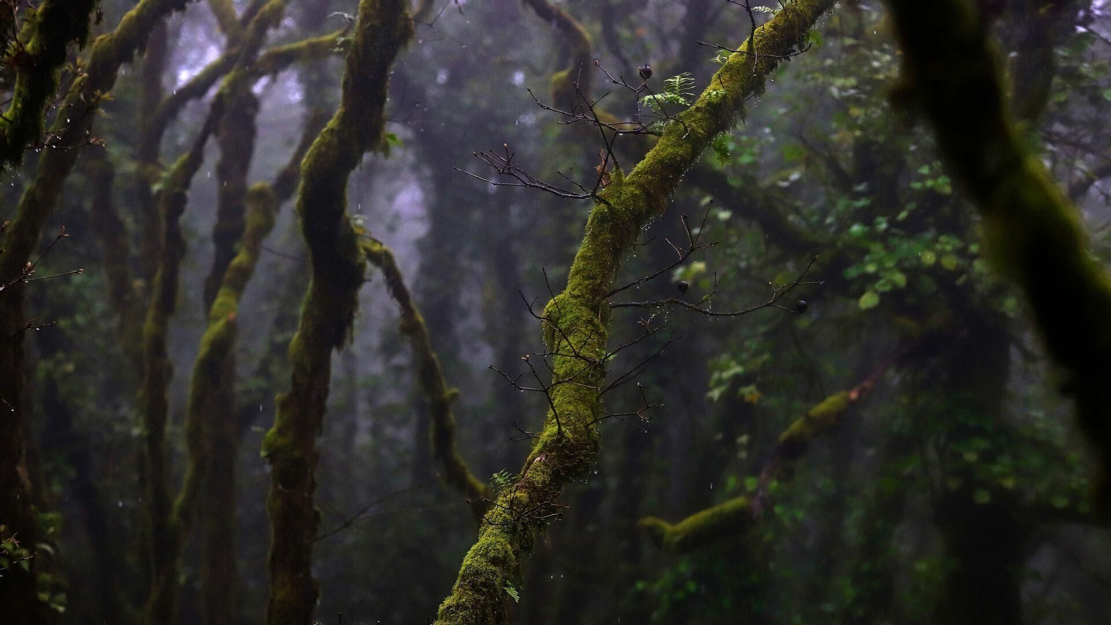 Bosque de la Niebla.