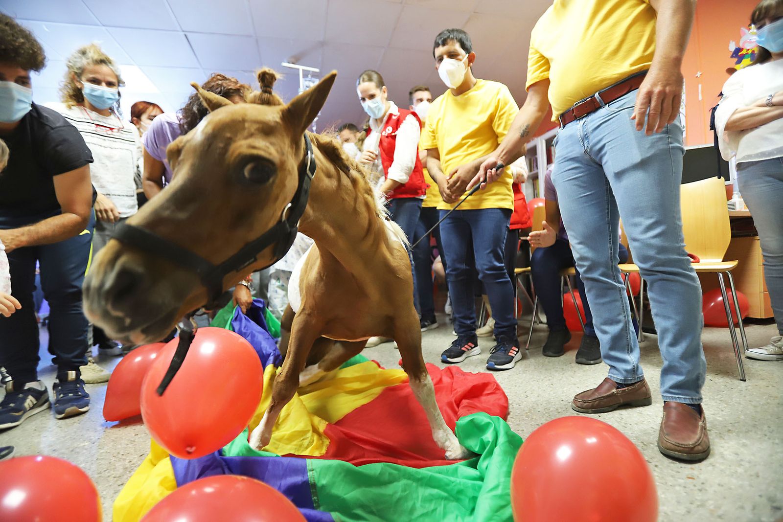 Los niños hospitalizados en el Juan Ramón Jiménez reciben la inesperada visita de unos caballos