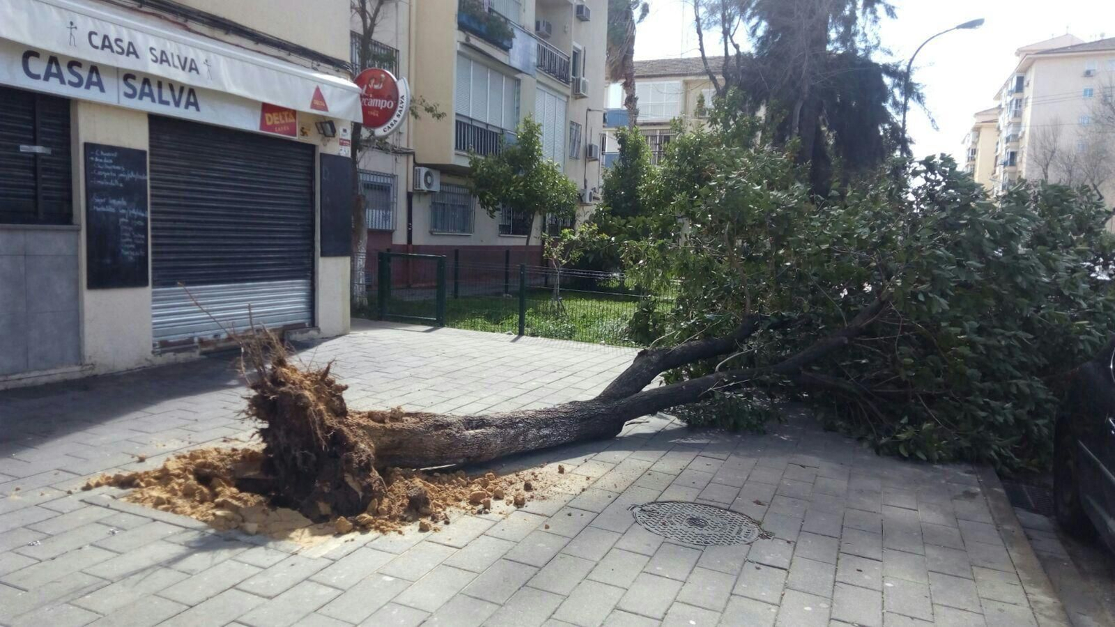 Las imágenes de los daños del viento en Sevilla