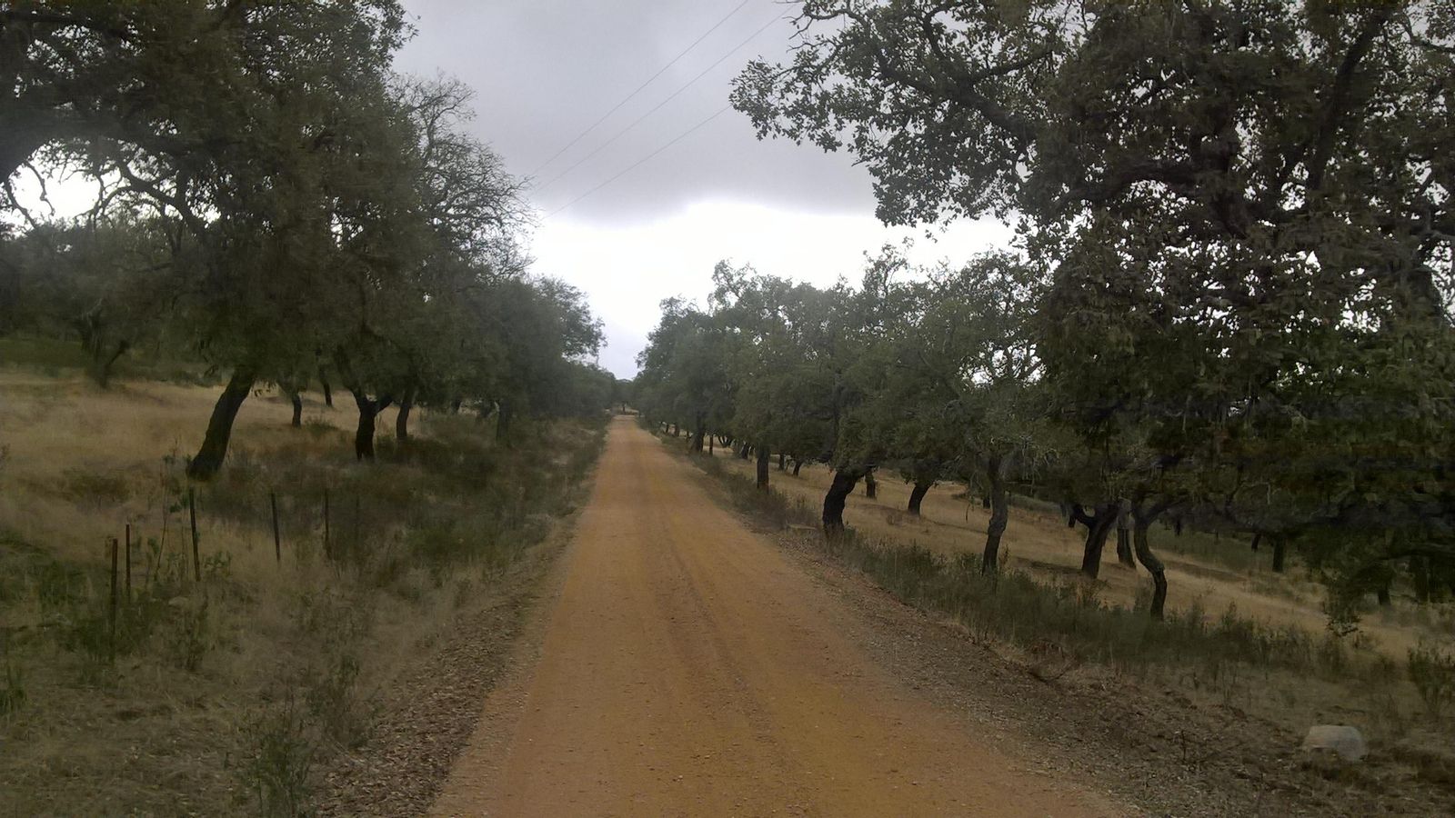 El camino entre las dehesas, en la finca Berrocal