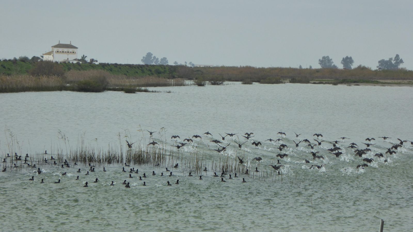 Más aves en el vaciadero de tierras del dragado de mantenimiento