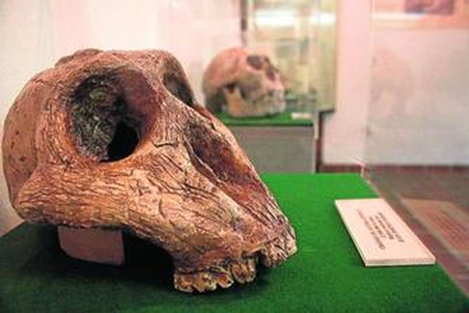 Una de las piezas expuestas en el Museo Municipal de Algeciras, al que se puede acceder gratuitamente.