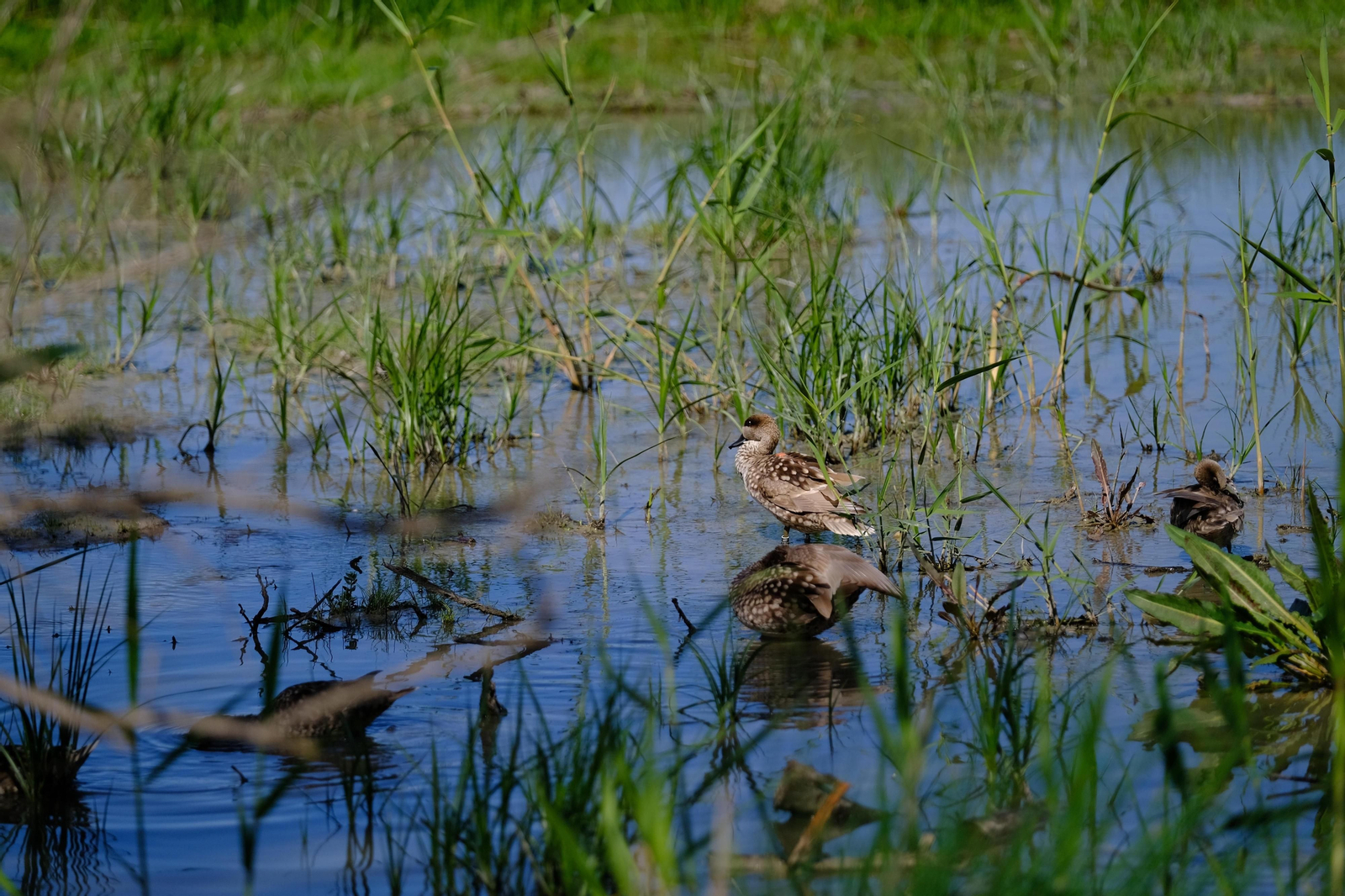 Miles de flamencos llegan a Fuente de Piedra tras las lluvias, en fotos.