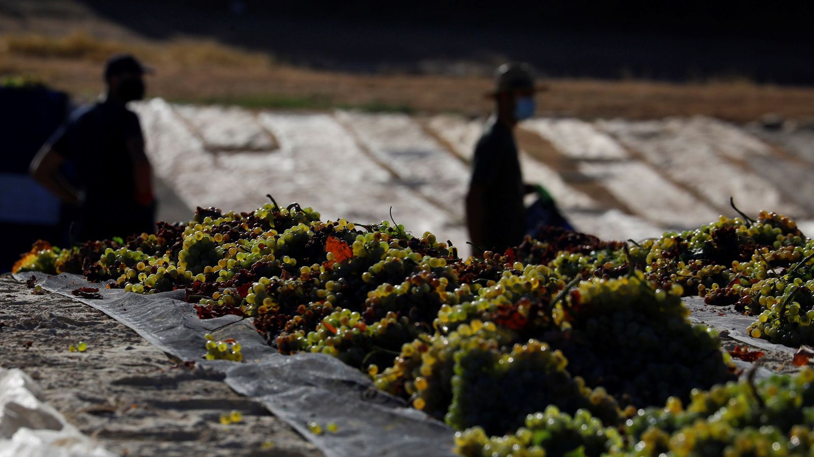 Prensado de la uva secada al sol para la elaboración de Pedro Ximénez  en la localidad cordobesa de Montemayor.