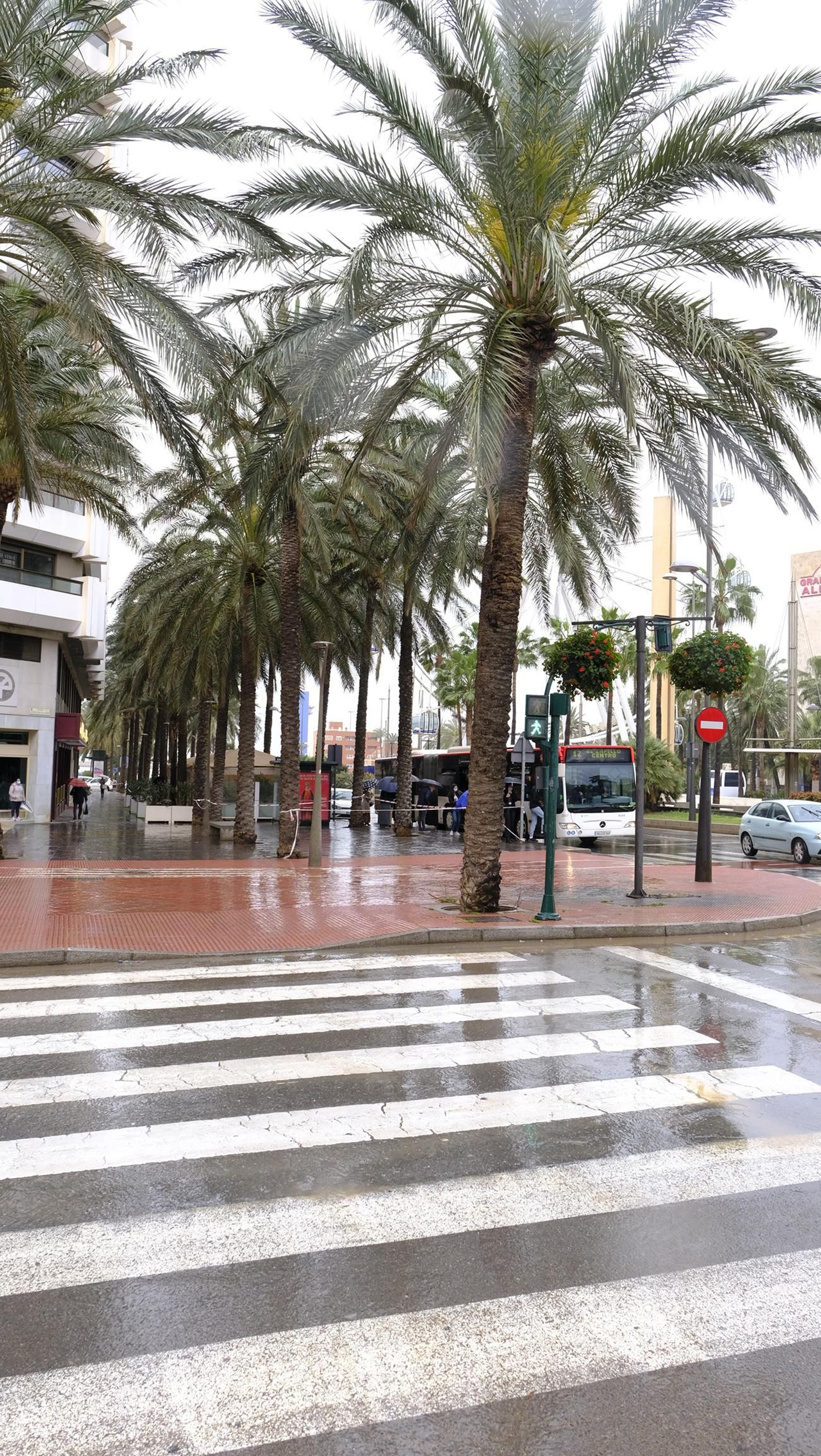 Imágenes de la acotación de palmeras. Almería