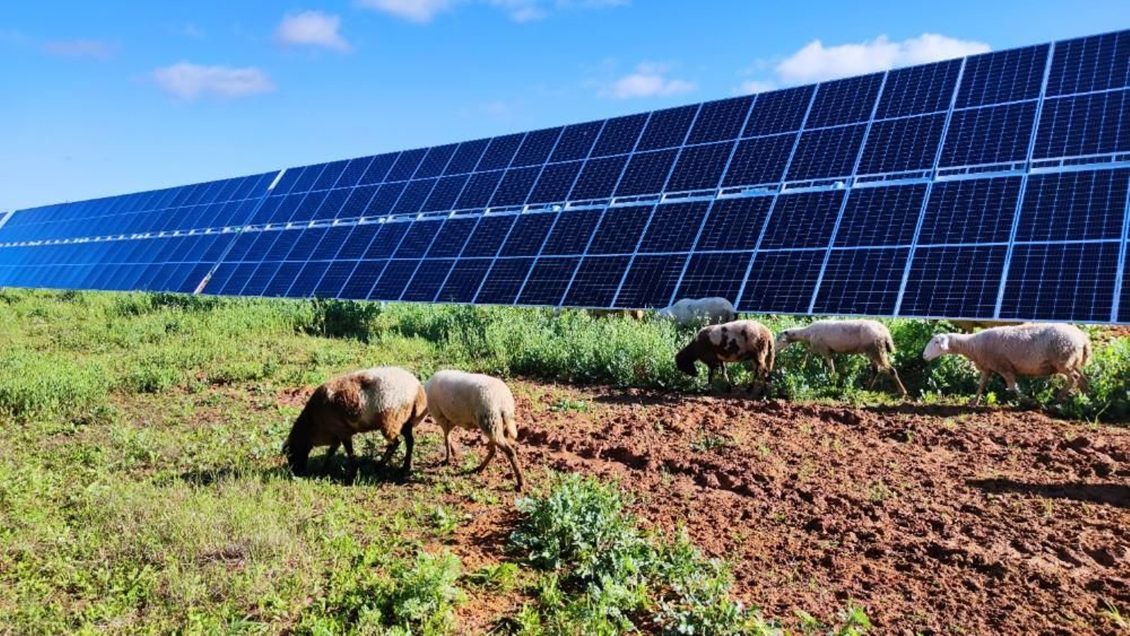 Un rebaño de ovejas en una de las plantas solares de la compañía.