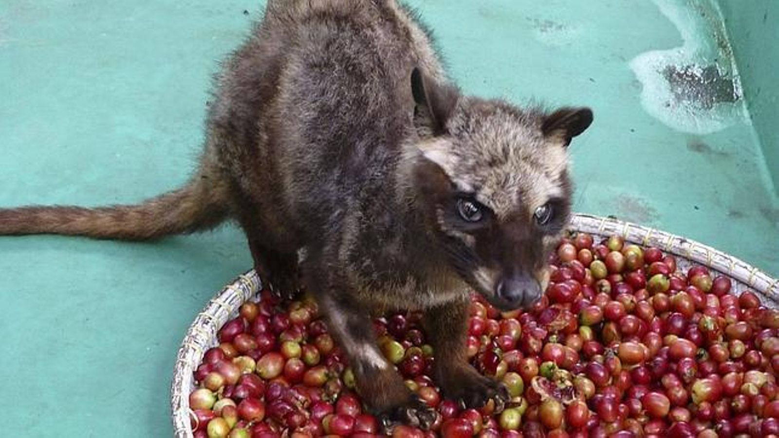 Una civeta alimentada con bayas de cafeto
