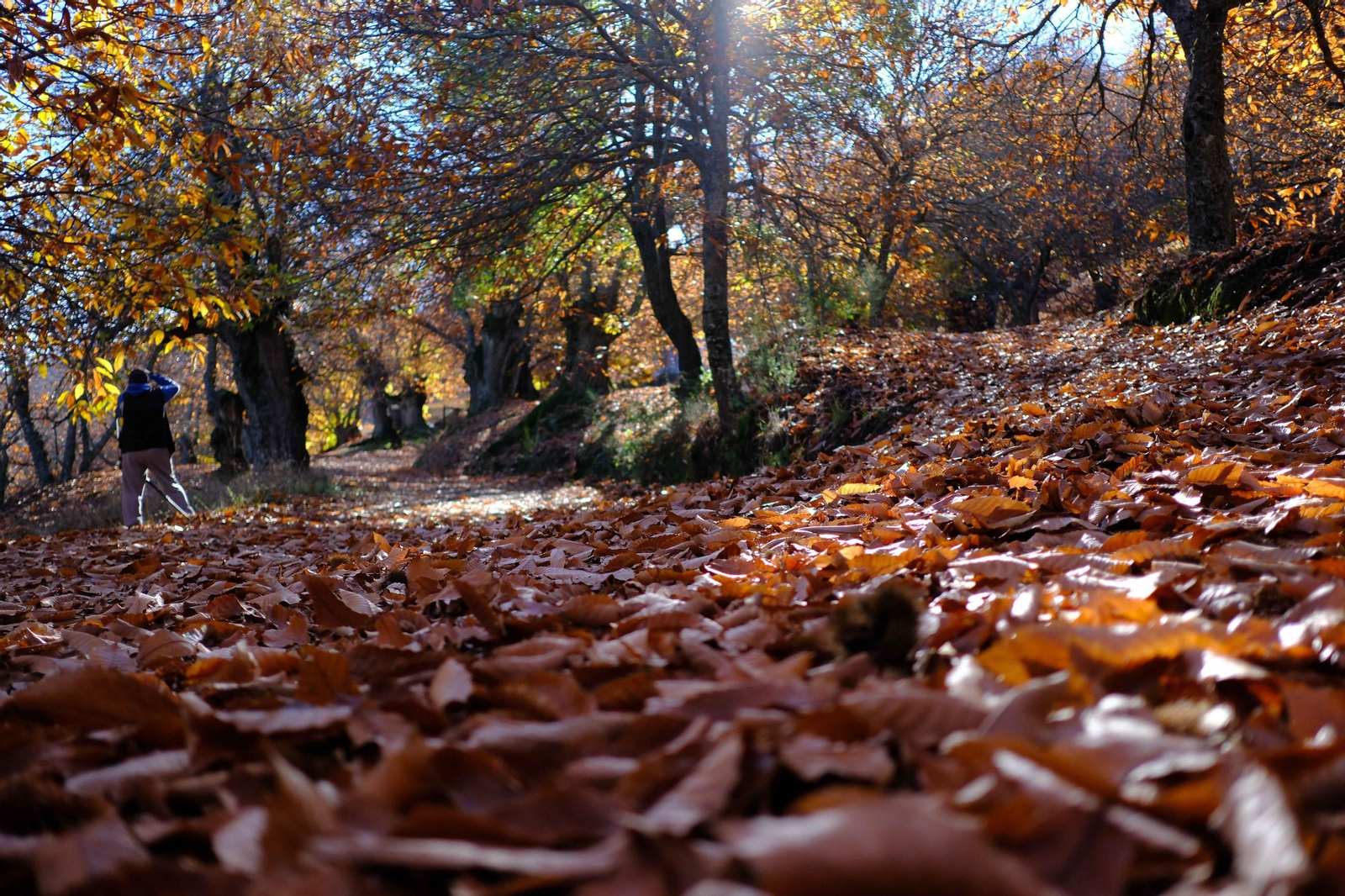 El Bosque de Cobre, en imágenes