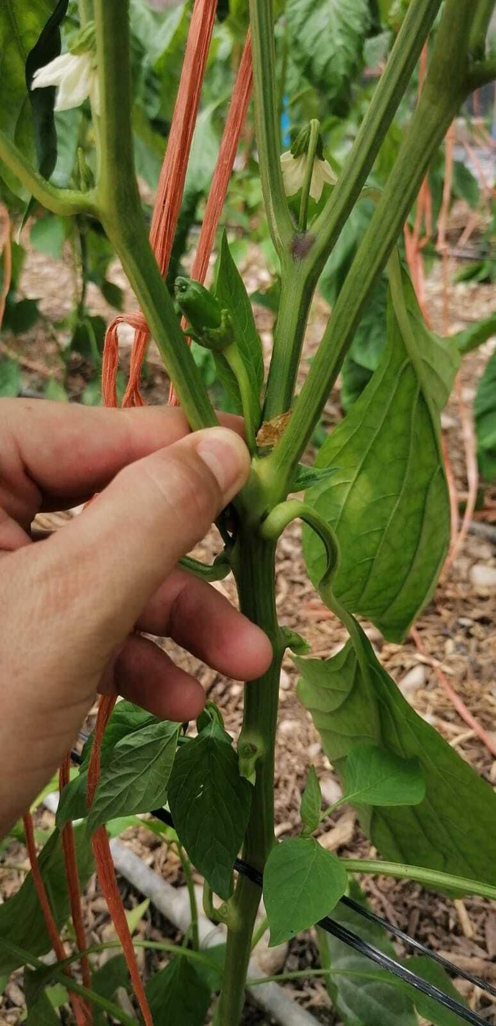Una vez polinizadas, las matas dan las primeras flores de la que surgen los pimientos.