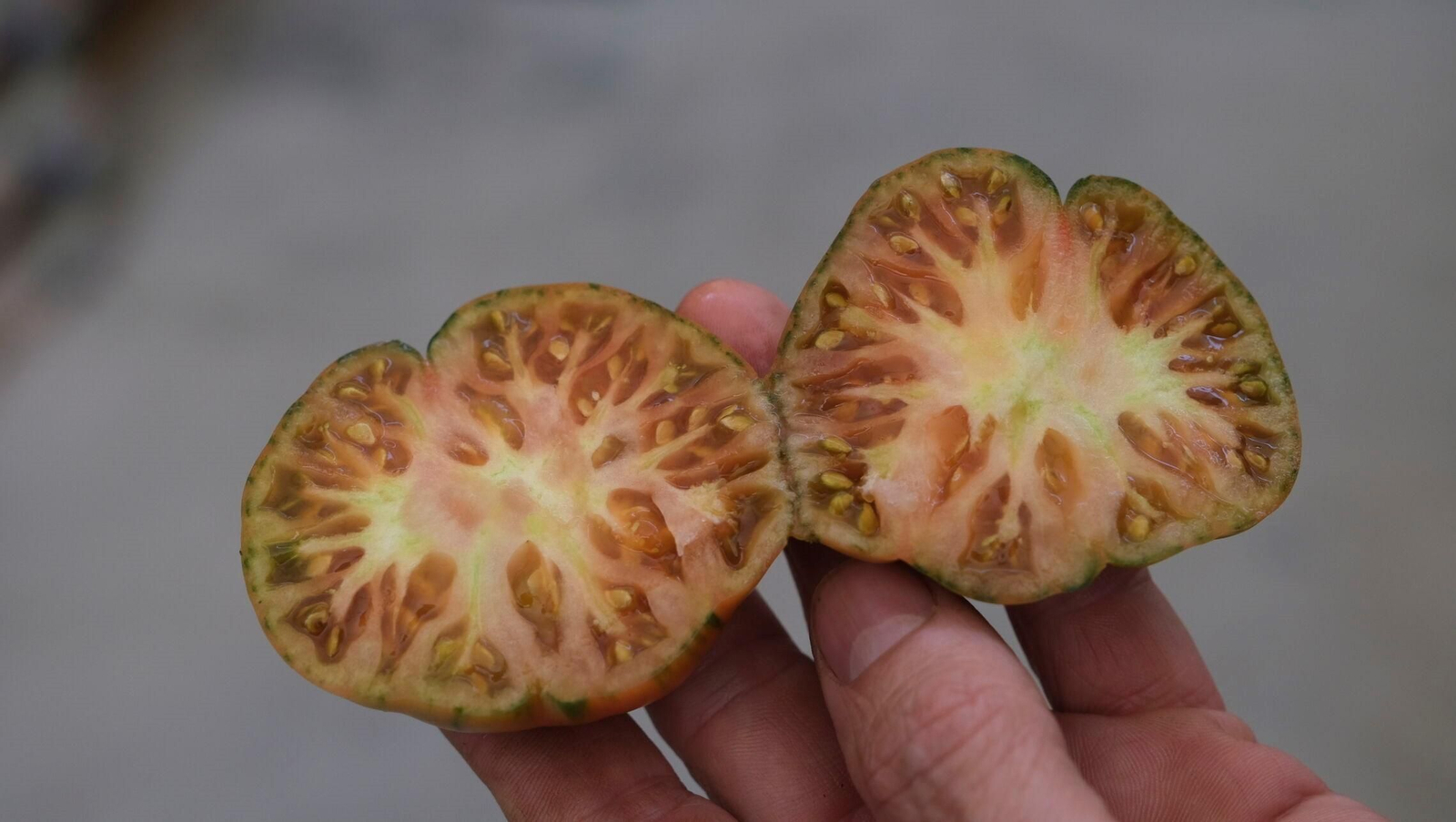 Los tomates del campo almeriense son ricos en licopenos, que tienen una función antioxidante.