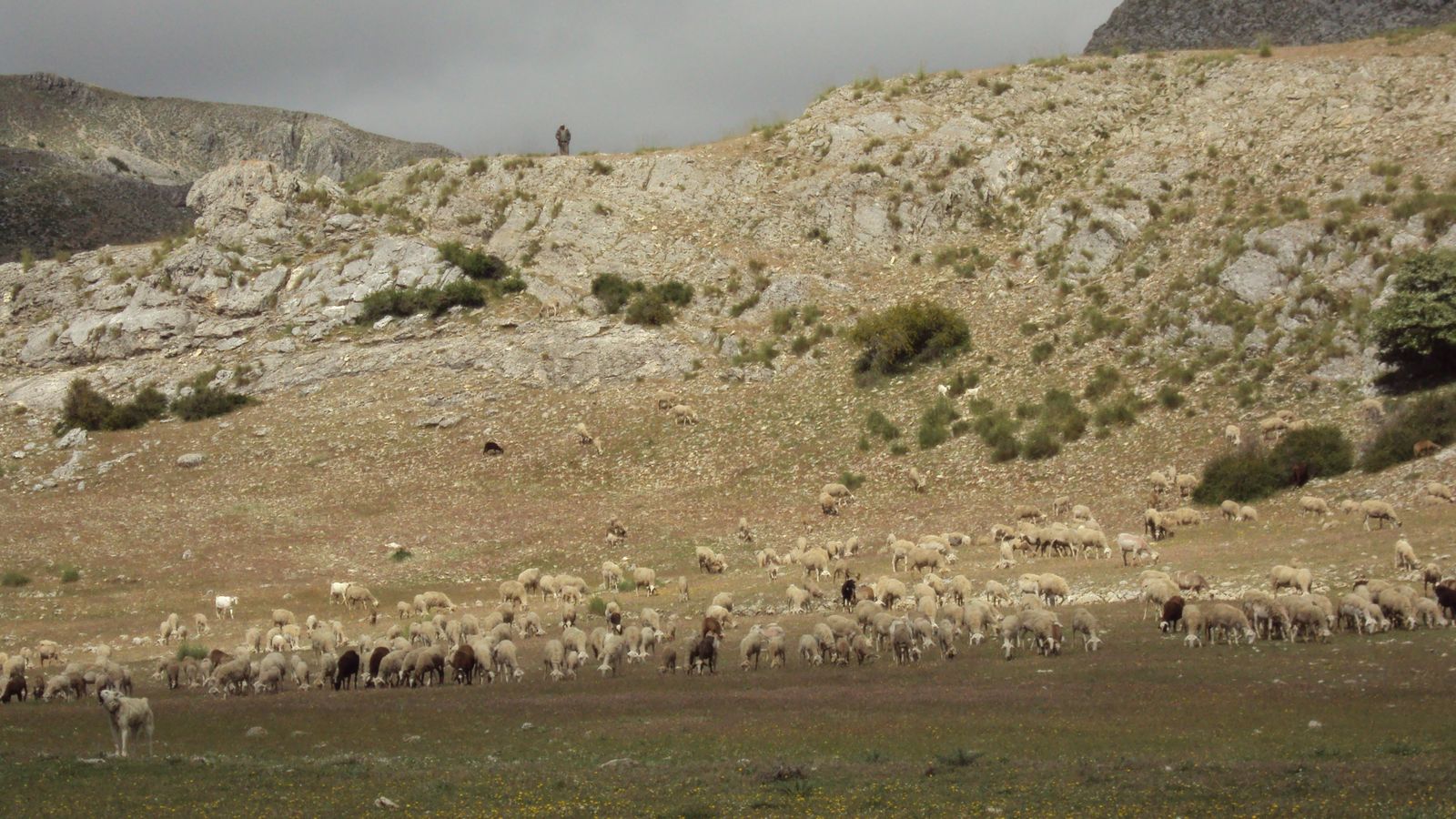 Pastoreo de oveja segureña en el Norte de Granada