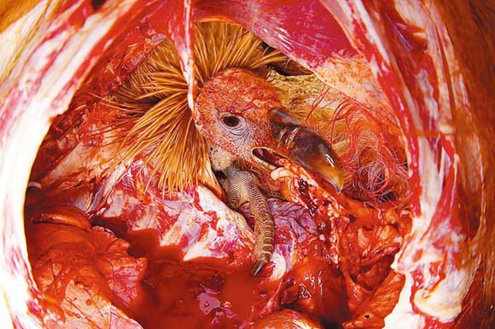 Juan Tébar, Fotógrafo de Vida Salvaje Europeo del año 2009