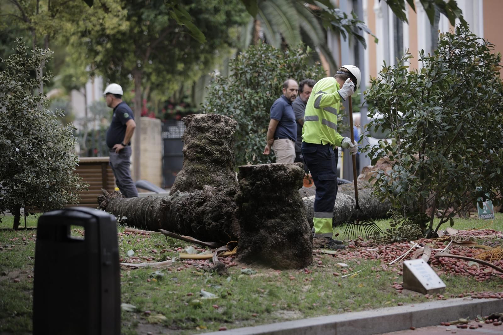 Susto en Huelva: las imágenes de la palmera derribada por el viento en El Punto