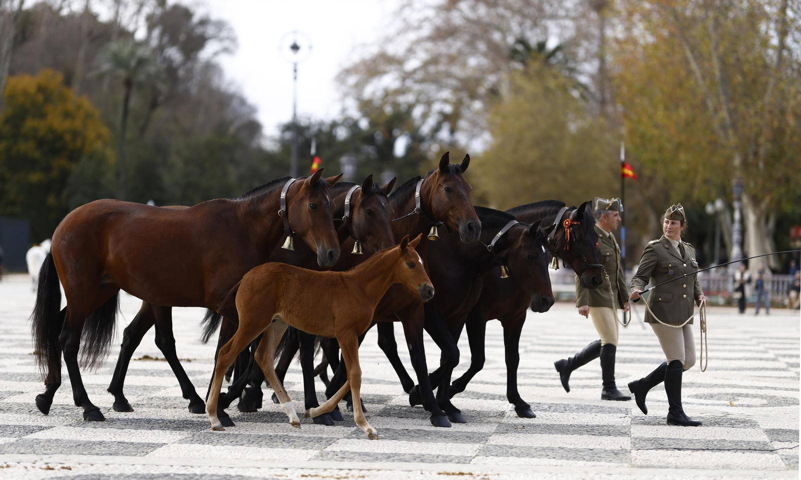 La bendición de  animales de la Policía Nacional con motivo de San Antón, en imágenes