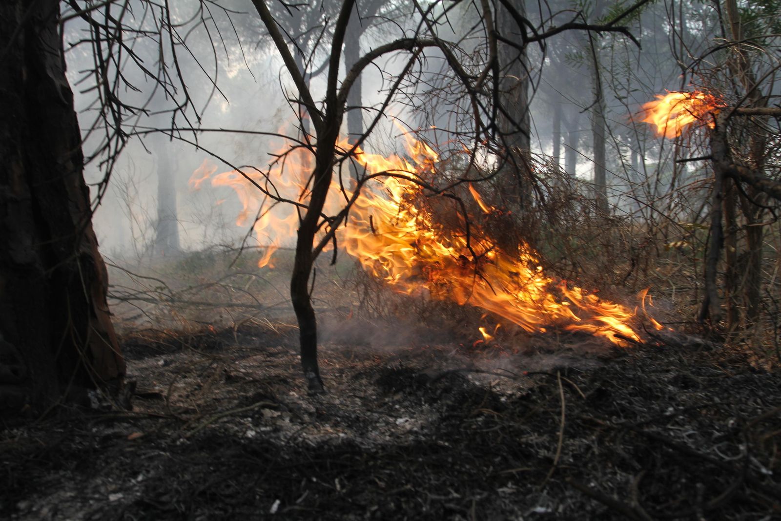 Las imágenes del incendio en Moguer y Mazagón