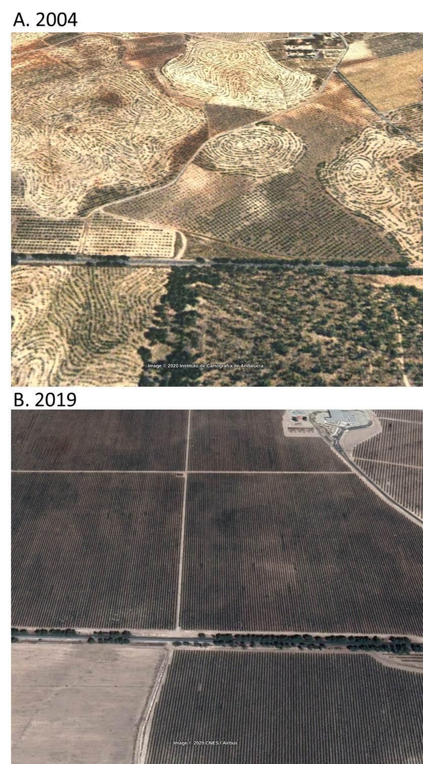 Transformacion en Tabernas para poner cultivos de olivar superintensivos.