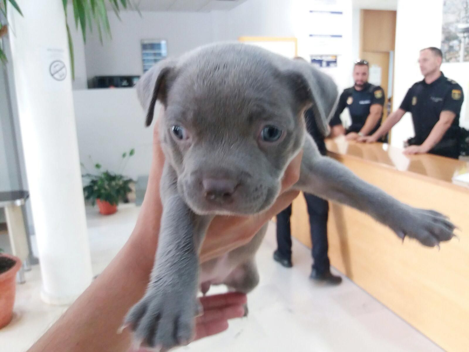 La Policía recupera a un perro sustraído